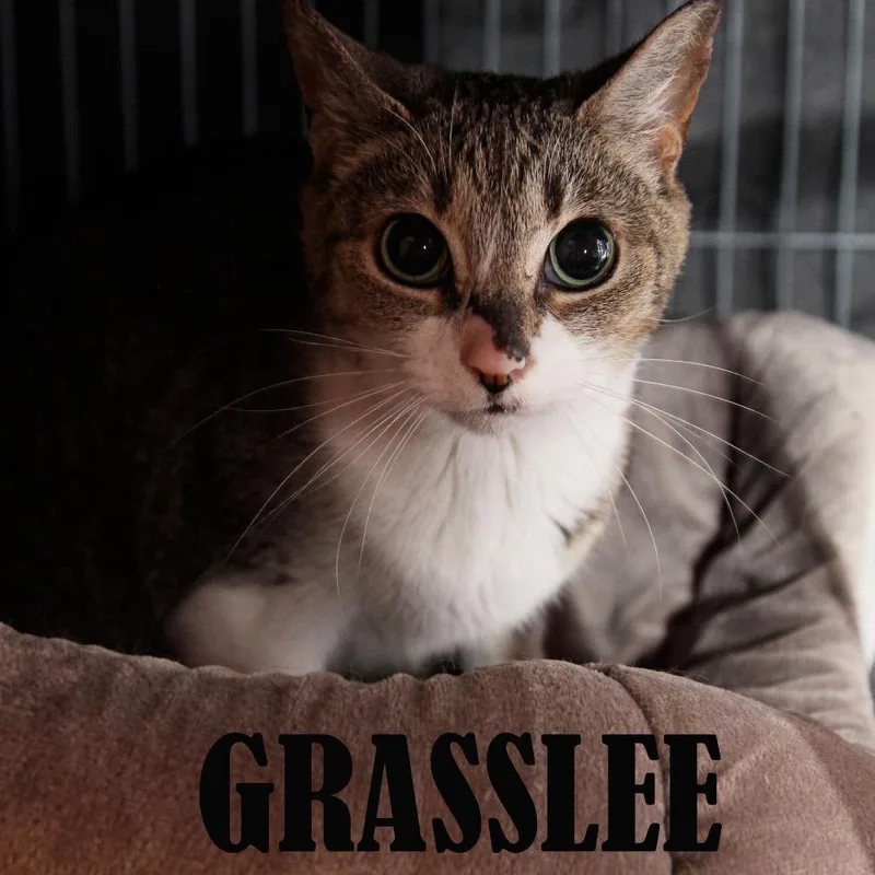 Grasslee thumbnail 2
