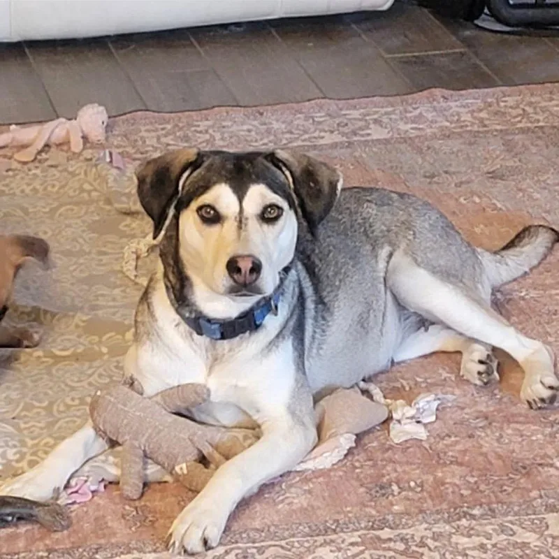 An adult medium-sized female Siberian Husky dog named Molly for adoption in Rockville, MD