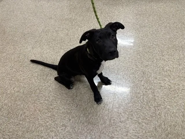 A baby small-sized male Pit Bull Terrier dog named Lonny for adoption in Fairfield, CA