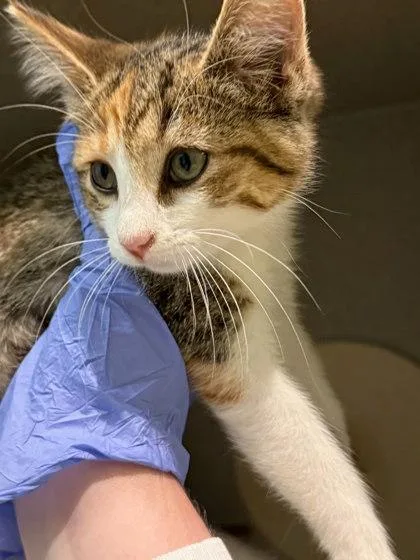 A baby small-sized female Domestic Short Hair cat named Cappuccino for adoption in Washington, DC
