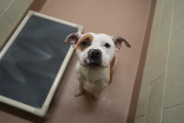 An adult medium-sized male American Bulldog dog named Thumper for adoption in Thousand Palms, CA