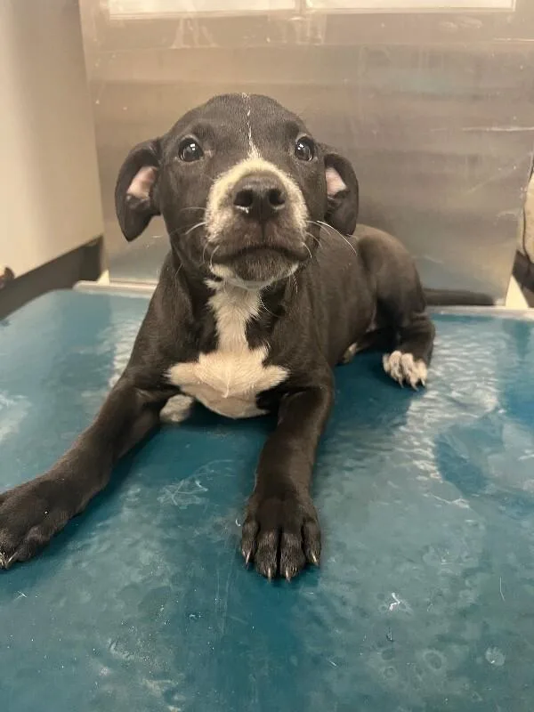 A young medium-sized female Black Mixed Breed dog named Abby for adoption in Mobile, AL