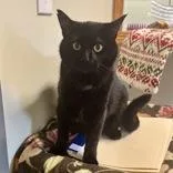 An adult medium-sized male Black Domestic Medium Hair cat named Lucky for adoption in Dodgeville, WI