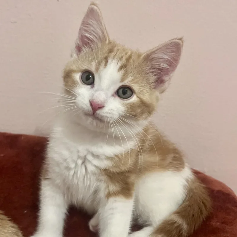 A baby small-sized male Orange / Red Domestic Short Hair cat named Enchilada for adoption in Evanston, IL