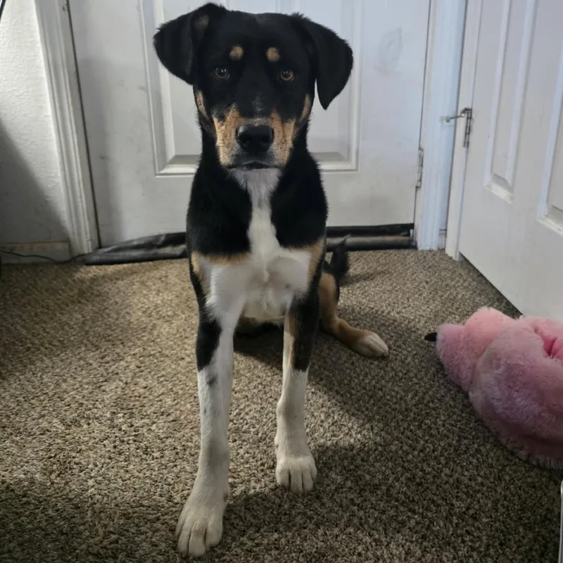 A young small-sized female Black Mixed Breed dog named Roxy for adoption in Moab, UT