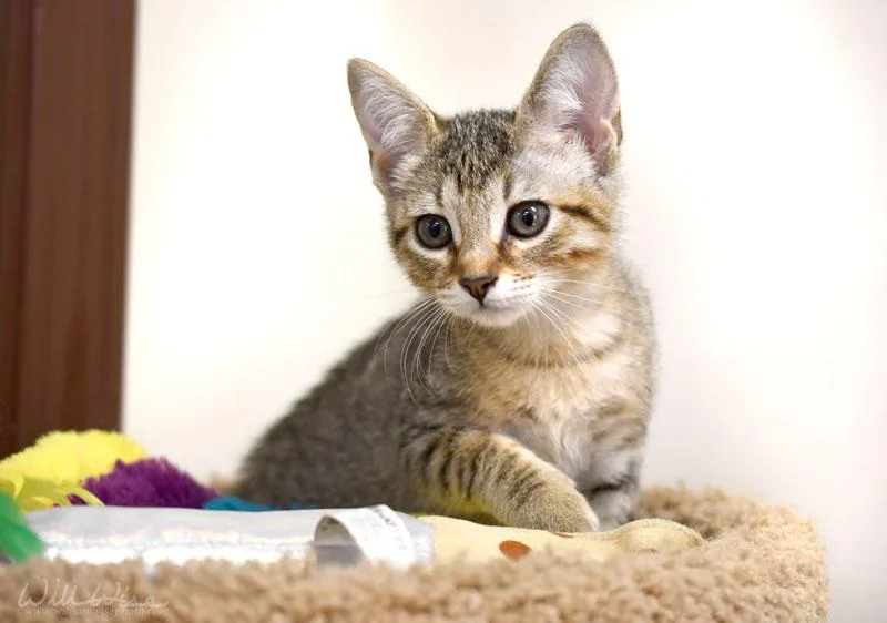 A baby medium-sized female Tabby (Tiger Striped) Domestic Short Hair cat named Nila for adoption in Monroe, GA