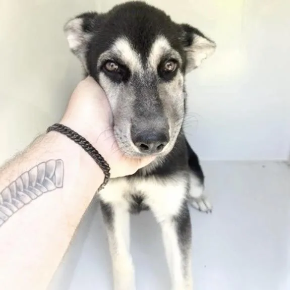 An adult medium-sized male German Shepherd Dog dog named A for adoption in Houston, TX