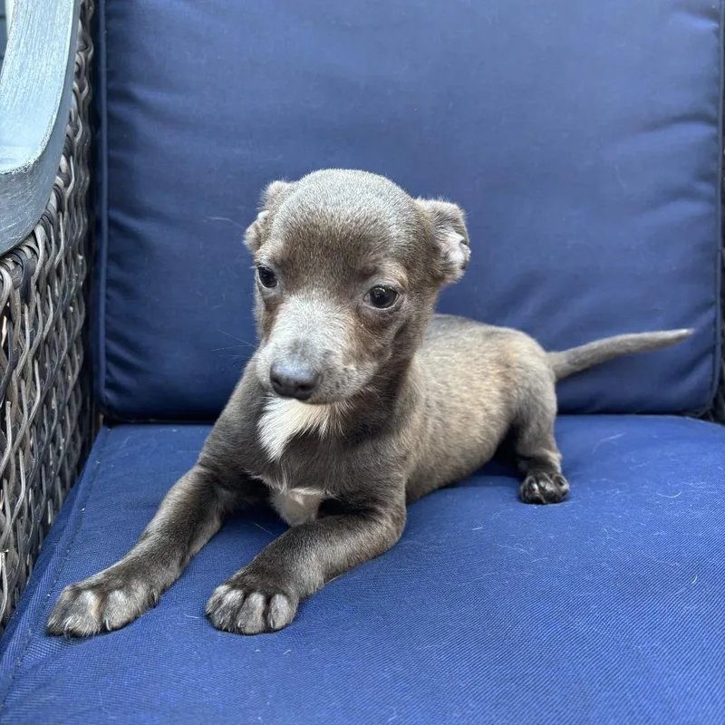 A baby small-sized female Gray / Blue / Silver Chihuahua dog named NY Winnie Avail Jul for adoption in Stormville, NY
