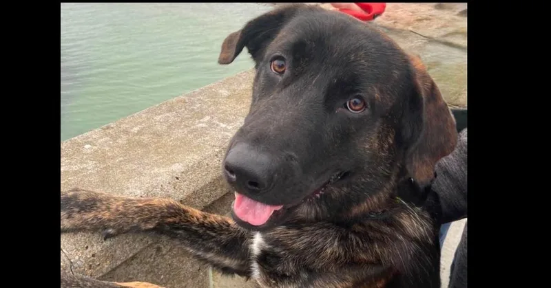 An adult large-sized male German Shepherd Dog dog named Blu for adoption in Tampa, FL