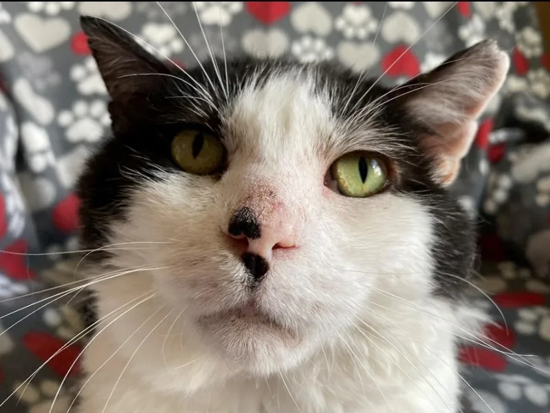 A senior medium-sized male Domestic Short Hair cat named Woody for adoption in Ballwin, MO