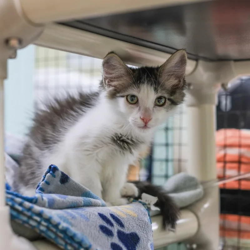 A baby small-sized male Brown / Chocolate Domestic Medium Hair cat named Edward for adoption in Los Angeles, CA