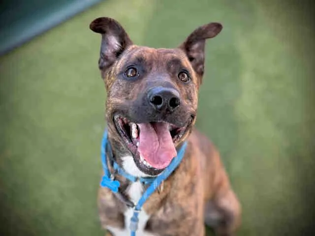 A young medium-sized male Pit Bull Terrier dog named Luka for adoption in Carlsbad, CA