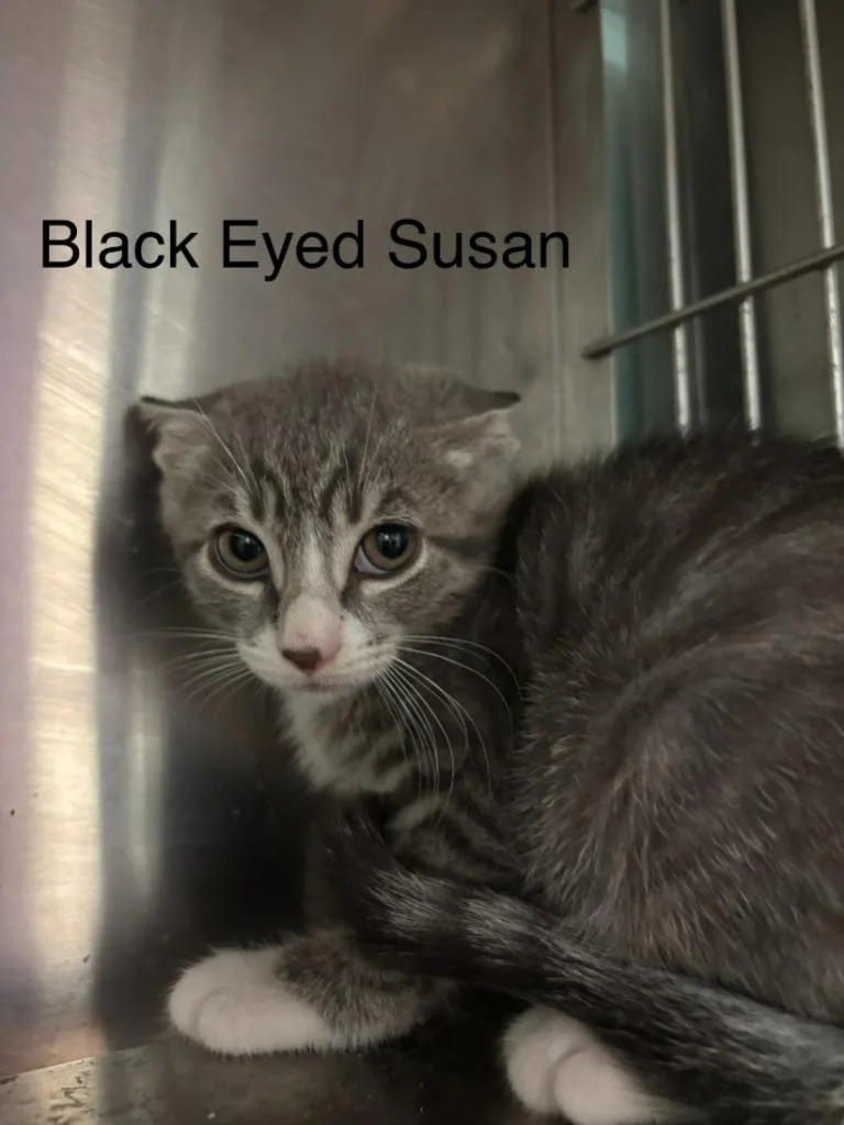 A baby small-sized male Domestic Short Hair cat named Black Eyed Susan for adoption in Cambridge, MD