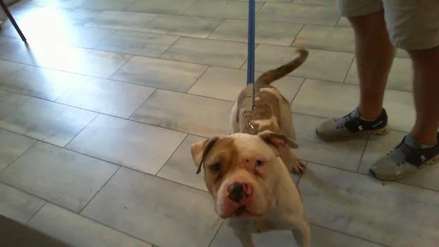 An adult large-sized male American Bulldog dog named Akaza for adoption in Charlotte, NC