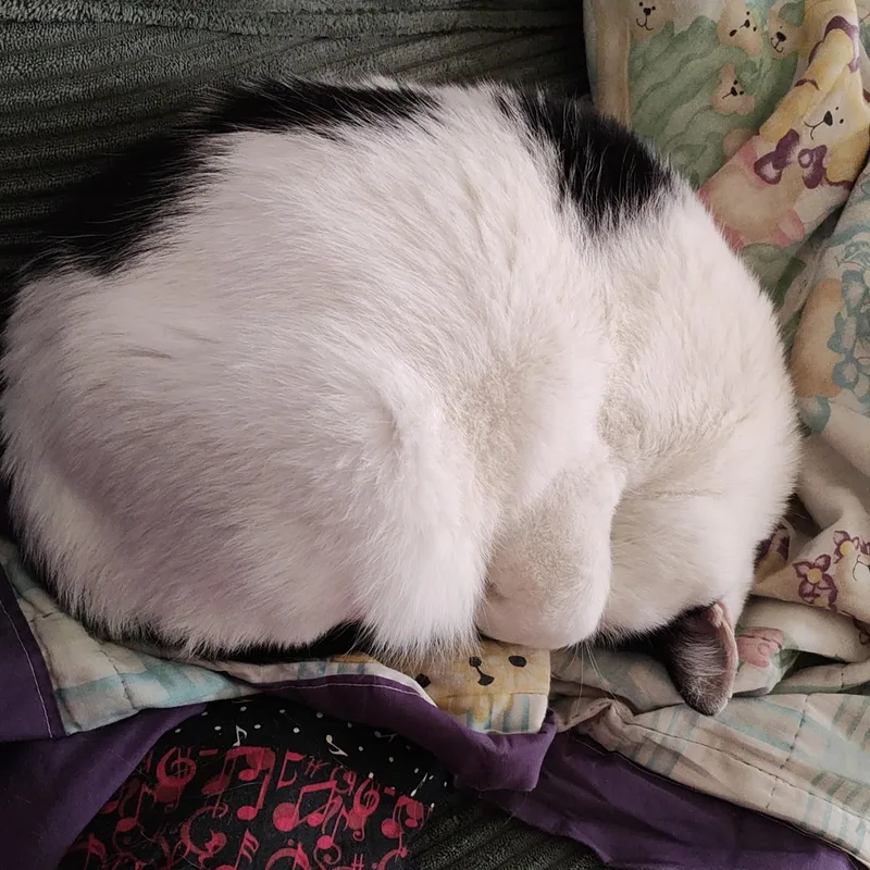 A young medium-sized female White Domestic Short Hair cat named Sugarbells Courtesy Listed for adoption in Midland, MI