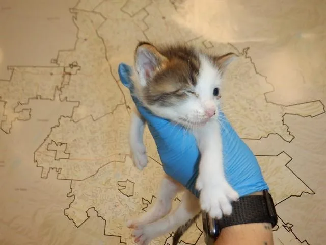 A baby small-sized male Domestic Short Hair cat named Zeke for adoption in San Jose, CA