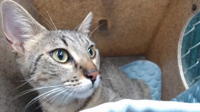 A young medium-sized female Domestic Short Hair cat named Capri for adoption in Downey, CA