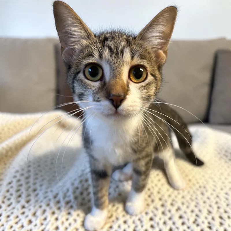 A baby small-sized female Tabby (Brown / Chocolate) Domestic Short Hair cat named Jayna for adoption in Tulsa, OK