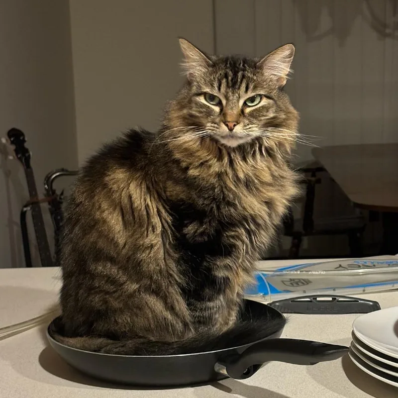 An adult small-sized female Brown / Chocolate Domestic Long Hair cat named Autumn for adoption in Mondovi, WI