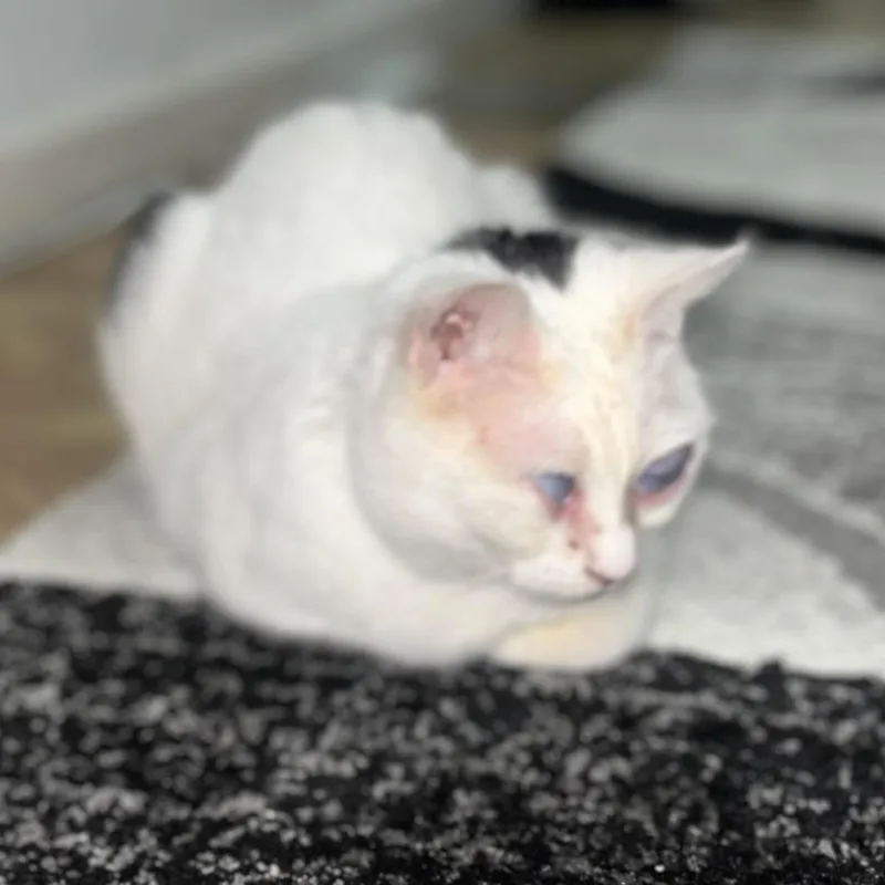 An adult small-sized male White Domestic Short Hair cat named Leonardo Carpio for adoption in Brooklyn, NY