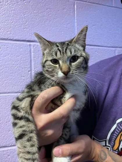 A baby medium-sized male Gray / Blue / Silver Domestic Short Hair cat named 60798375 for adoption in El Paso, TX