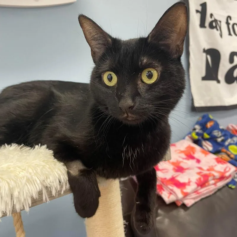 A senior medium-sized female Black Domestic Short Hair cat named Scrunchie  Beebee for adoption in Pasadena , MD