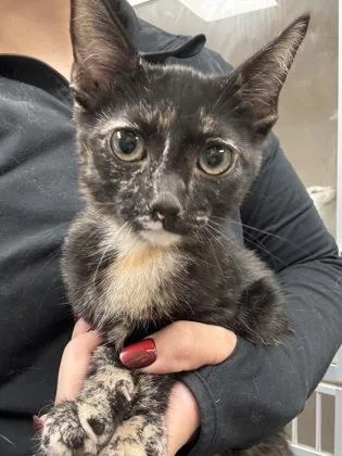 A baby medium-sized female Domestic Short Hair cat named Butter Cup I for adoption in East Brookfield, MA