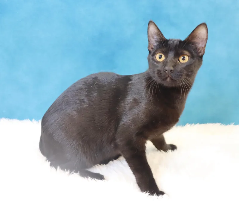 Cosmo Sleek Black Minipanther thumbnail 2