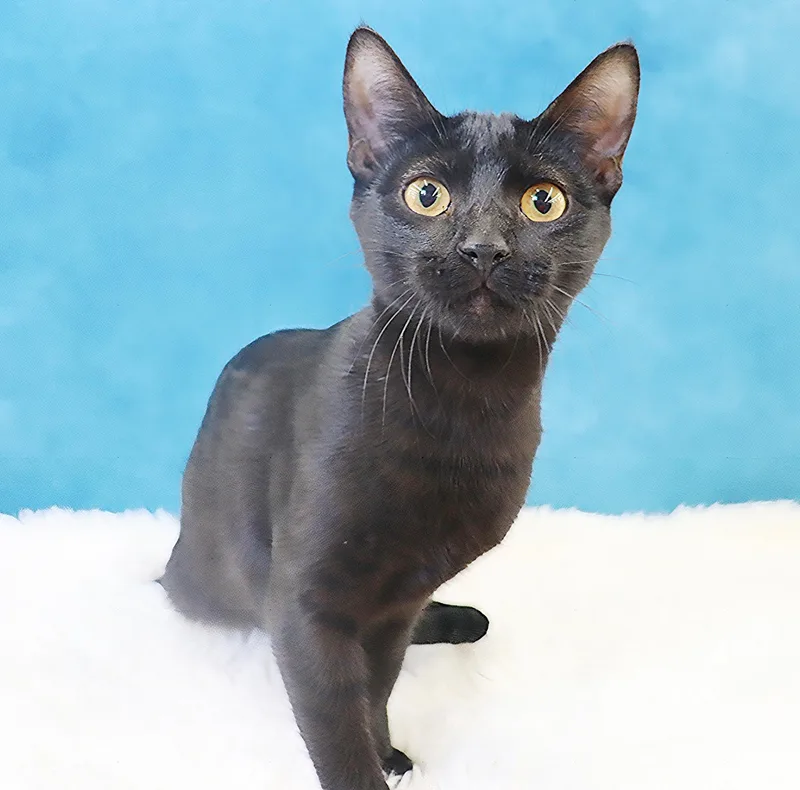 Cosmo Sleek Black Minipanther