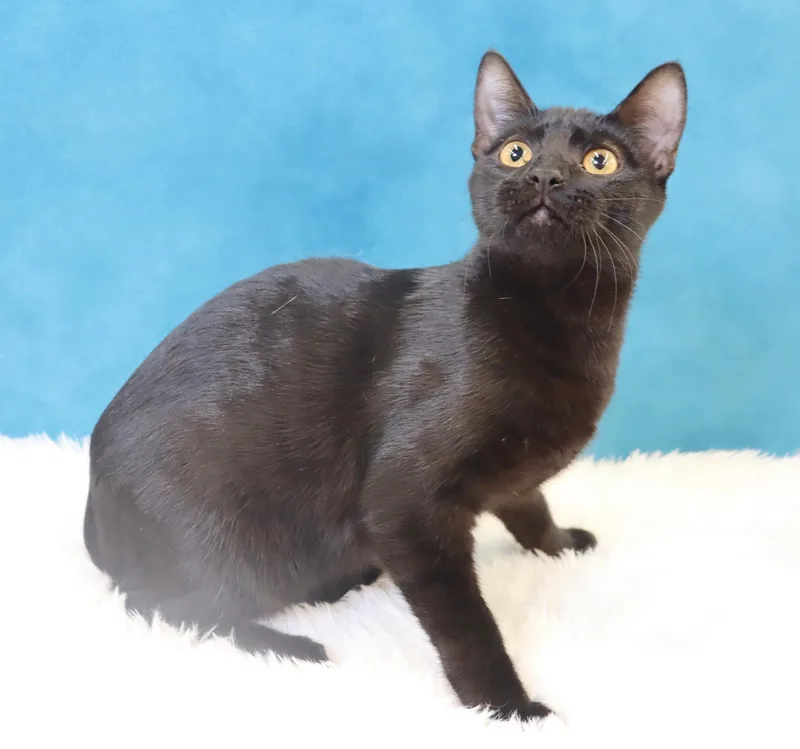 Cosmo Sleek Black Minipanther thumbnail 3