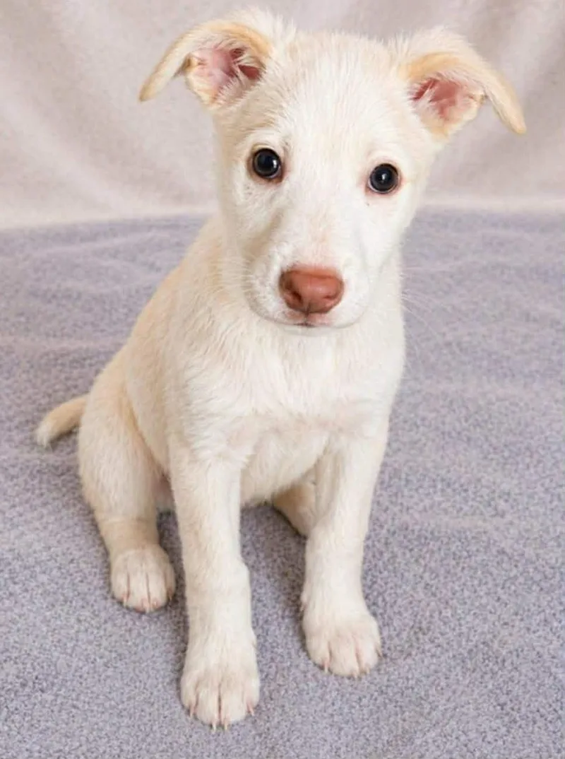 A baby medium-sized male Yellow / Tan / Blond / Fawn Terrier dog named Artax for adoption in Newport, TN