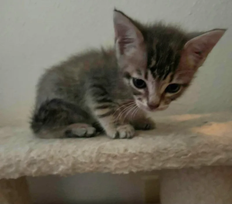 A baby small-sized male Domestic Short Hair cat named Sausage for adoption in Bossier City, LA