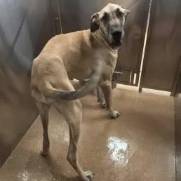 An adult extra large-sized male Yellow / Tan / Blond / Fawn Great Dane dog named Santa for adoption in Allen, TX