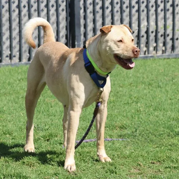 An adult large-sized female Shar-Pei dog named Guera for adoption in Dublin, CA