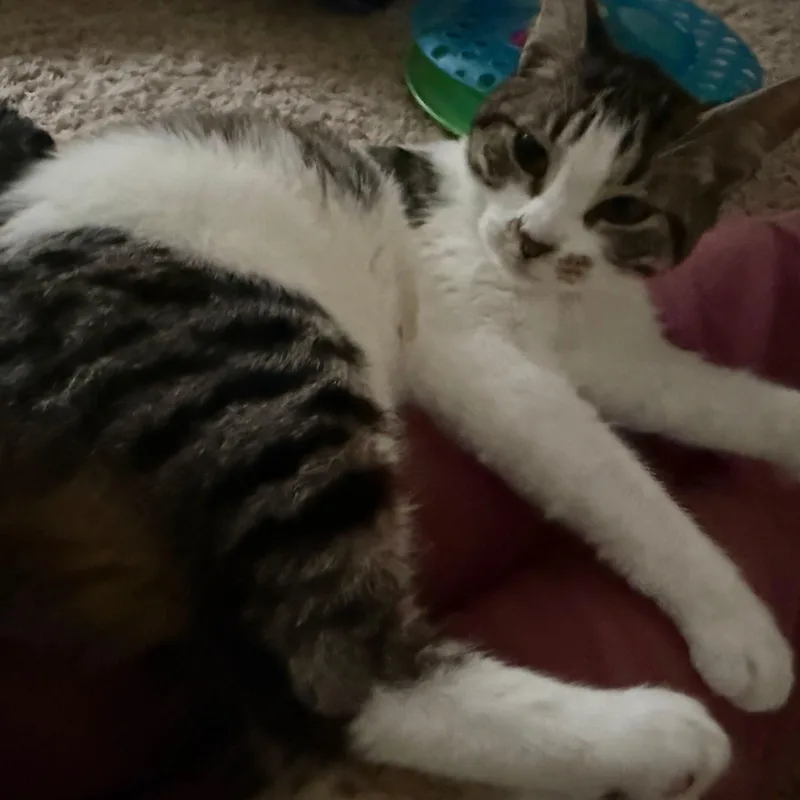 Maybelline thumbnail 3