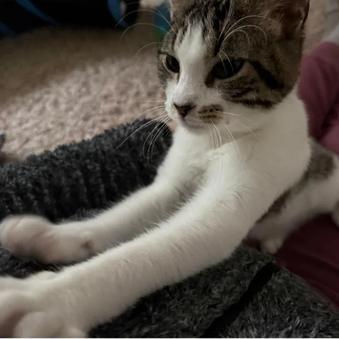 Maybelline thumbnail 4