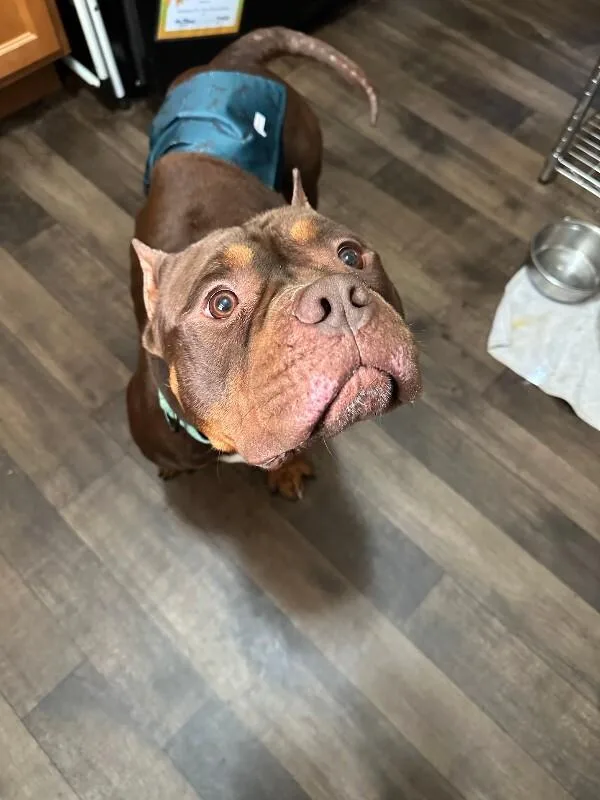 An adult medium-sized male Brown / Chocolate Mixed Breed dog named Dufus for adoption in Cincinnati, OH