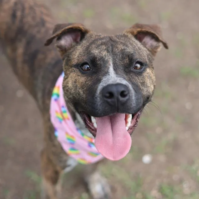 A young medium-sized male American Staffordshire Terrier dog named Binx for adoption in San Antonio, TX