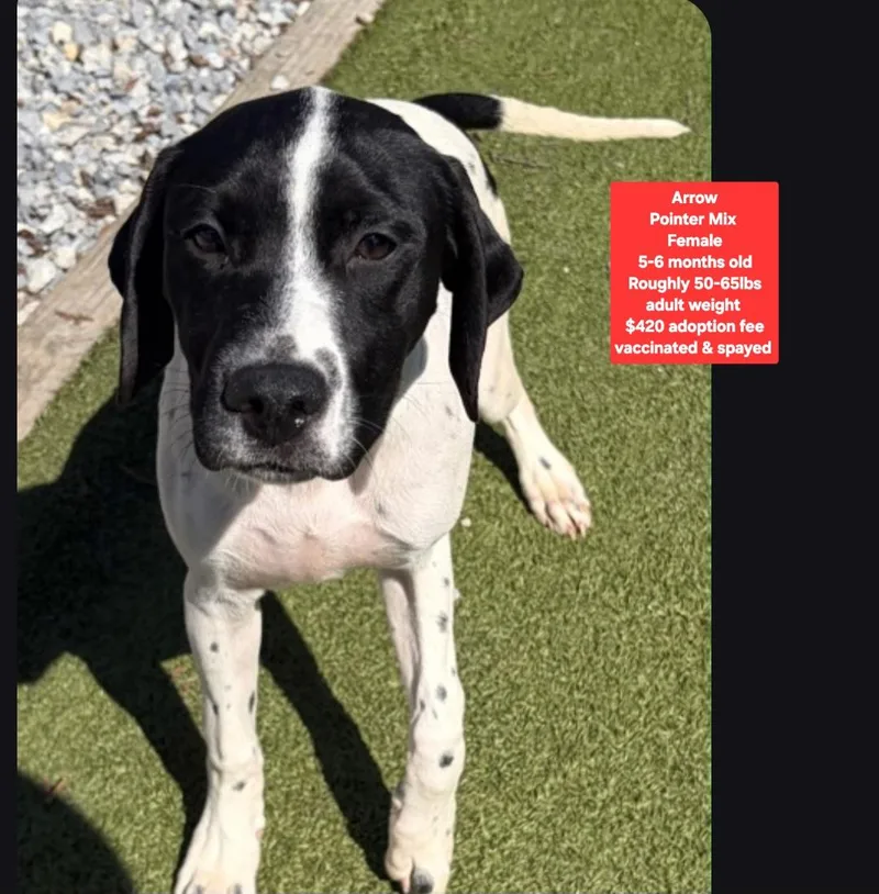 A baby medium-sized female Pointer dog named Arrow for adoption in Oviedo, FL