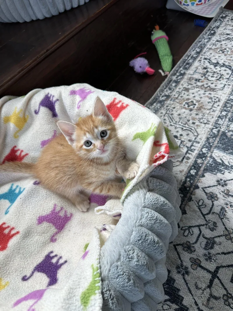 A baby small-sized male Tabby cat named Joseph C Ingram for adoption in Saunderstown, RI