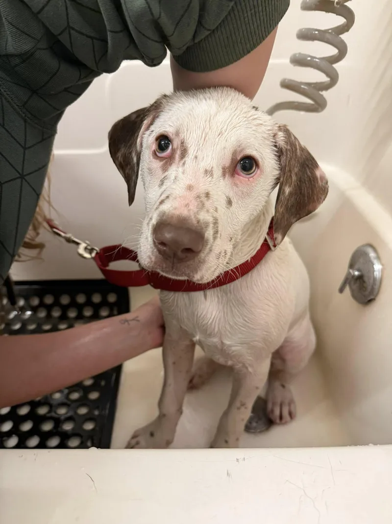 A young medium-sized female Apricot / Beige English Setter dog named Millie for adoption in Delhi, NY