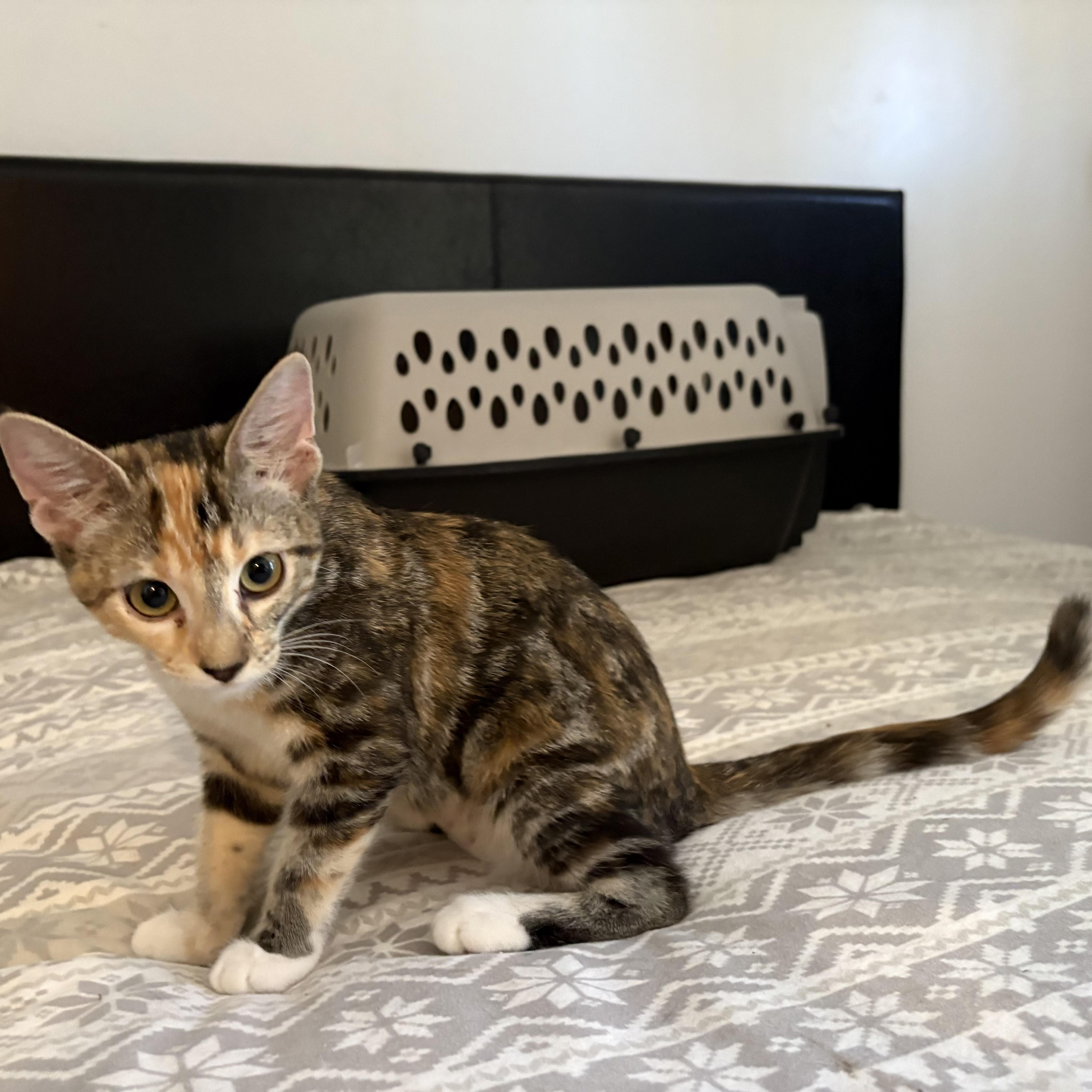 A baby medium-sized female Calico Domestic Short Hair cat named Affogato for adoption in La Canada, CA