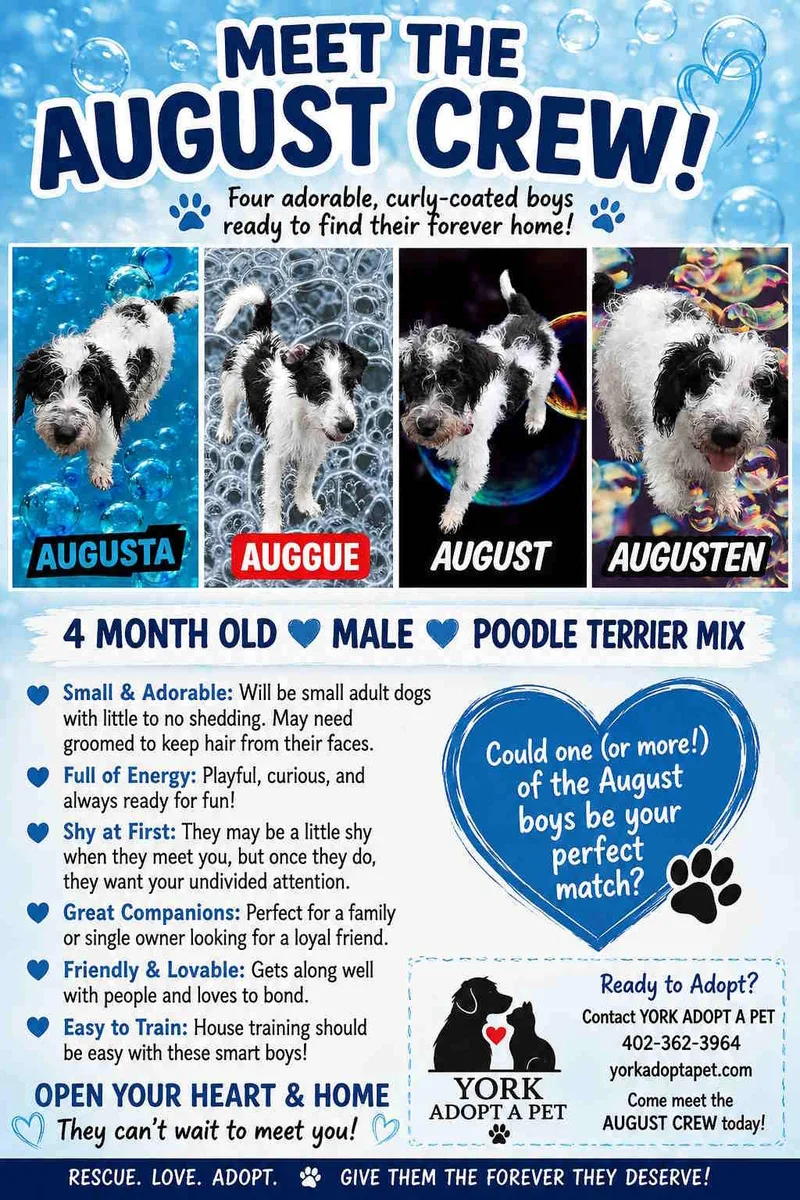 A baby small-sized male Black Poodle dog named August Crew for adoption in York, NE