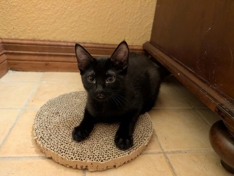 A baby medium-sized male Black Domestic Short Hair cat named Umbreon for adoption in Lafayette, CO