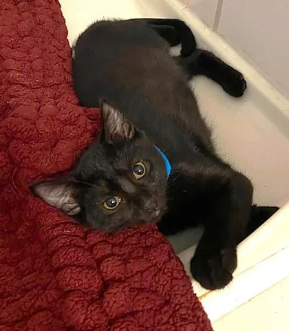A baby small-sized male Black Domestic Short Hair cat named Augustine for adoption in Kansas City, MO