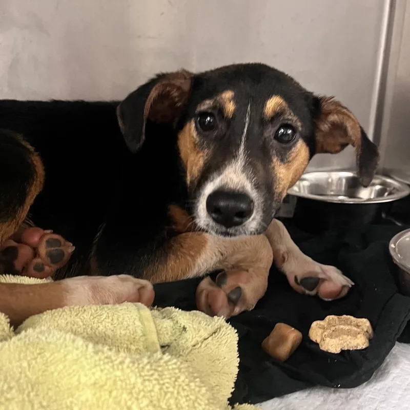 A baby medium-sized female Black Mixed Breed dog named Isolde for adoption in Charleston, WV