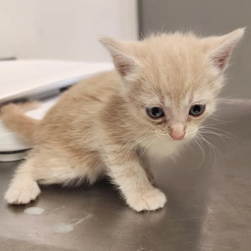 A baby small-sized female Cream / Ivory Domestic Medium Hair cat named Funnel Web Spider for adoption in Charleston, WV