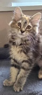 A baby medium-sized female Domestic Long Hair cat named Nyx for adoption in Lancaster, PA