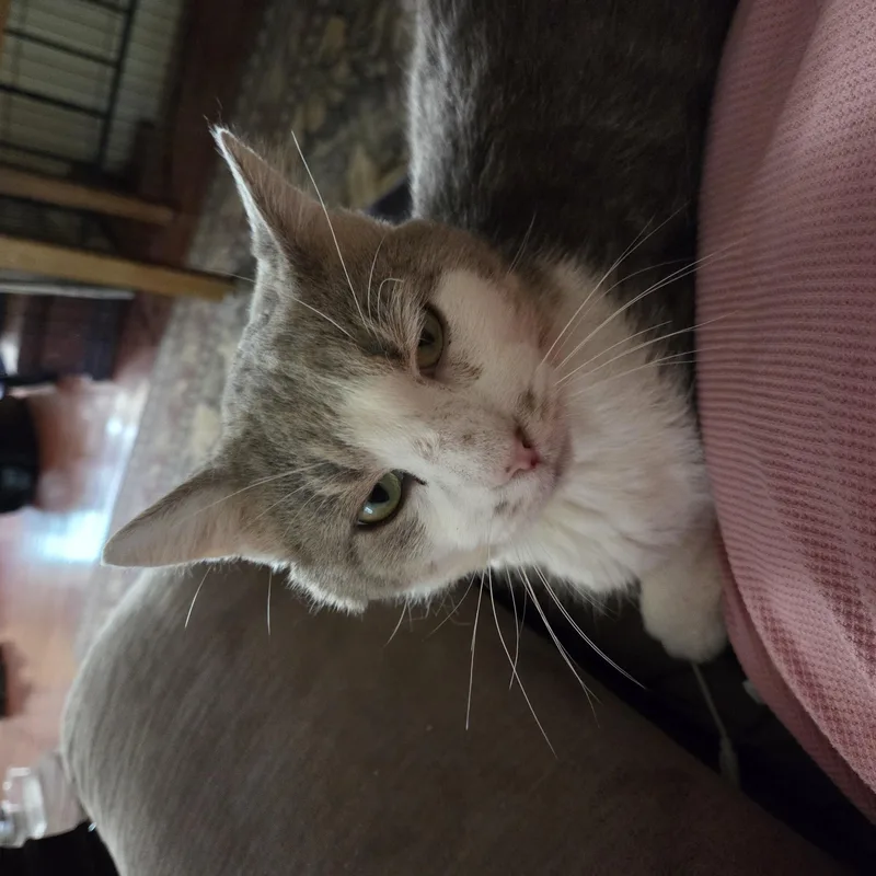 An adult large-sized male Gray & White Domestic Short Hair cat named Moonshine for adoption in Great Mills, MD