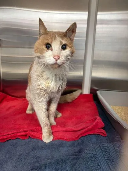 An adult medium-sized male Buff / Tan / Fawn Domestic Short Hair cat named Diego for adoption in Kansas City, MO